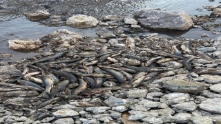 Baraj Kapakları Açılınca Su Seviyesi Düştü, Yüzlerce Balık Telef Oldu
