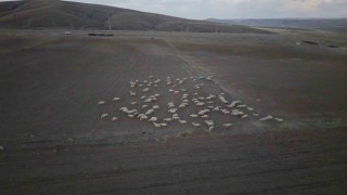 Başkan Büyükkılıçın projesi ile kırsalda koyun sayısı arttı, meralar canlandı