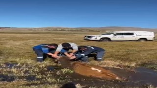 Bataklığa saplanan inek kurtarıldı