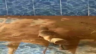 Batmanda bidona kafası sıkışan tilki kurtarıldı