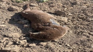 Batmanda koruma altındaki su samuru telef olmuş halde bulundu