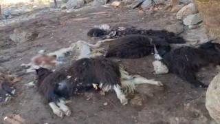 Batmanda kurt saldırısında 10 keçi telef oldu, 10nu da yaralandı