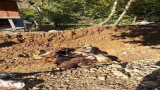 Batmanda kurtlar ağıla girerek 10 adet küçükbaş telef etti