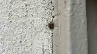 Bayburtta kokarca böceği görüldü