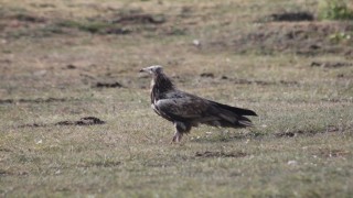 Bayburtta nesli tehlike altında olan Mısır Akbabası görüldü