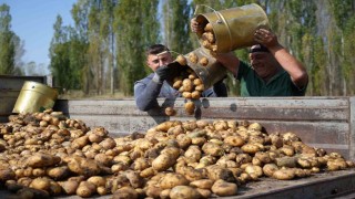 Bayburtta patates hasadı yüz güldürdü
