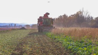 Bayburtun Çiftetaş köyünde şeker pancarı hasadına başlandı