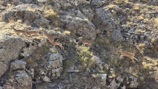 Bayburtun dağlarını mesken tutan yaban keçileri Vauk Dağında sürü halinde görüntülendi
