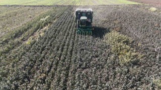 Beyaz altın pamukta kuraklık rekolteyi etkiledi