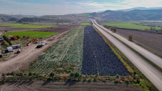 Beypazarında mor lahana hasadı sürüyor