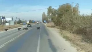 Beyşehirde kara yoluna çıkan yaban domuzu sürüsü böyle görüntülendi