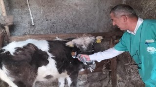 Beyşehirde şap aşısı seferberliği