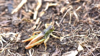 Bilim insanları yeni bir çekirge cinsi keşfetti