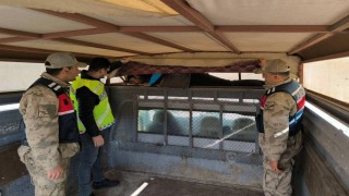 Bir ay içinde 28 düzensiz göçmen yakalandı