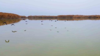 Bitlisten göç etmeyen kuşlar sıcak sulara sığındı