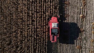 Boluda dane mısır hasadı başladı