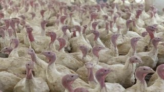 Boluda üreticilere kuş gribi uyarısı