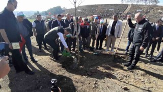 Boluda yanan orman yeniden yeşeriyor