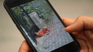 Boyalı köpekler merak uyandırdı