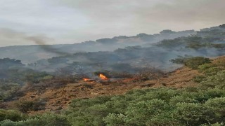 Bozdoğanda orman yangını