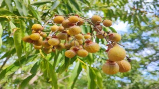 Bu ceviz yenmiyor, temizliyor, cildi güzelleştiriyor
