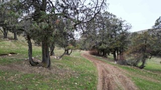 Bu ormana asırlardır balta girmiyor, kuruyup yıkılan ağaçlarda ormanda bırakılıyor