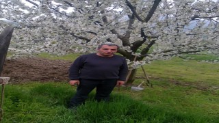 Budadığı ağaçtan düşen adam hayatını kaybetti