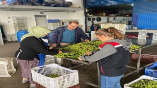 Buharkentte zeytin rekoltesi ve kalite kontrol çalışmaları sürüyor