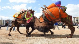 Buldan deve güreşlerine şap engeli