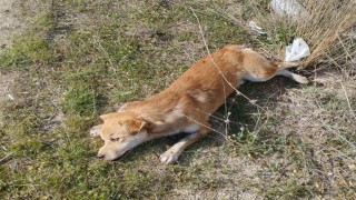 Buldanda yol kenarında ölü köpekler bulundu