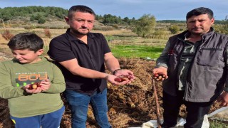 Buldanın tescilli kestanesinde hasat zamanı