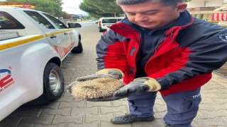 Burhaniyede mazgala sıkışan kirpiyi itfaiye kurtardı