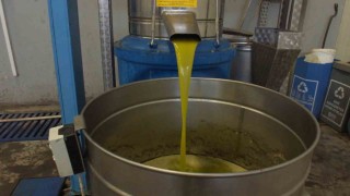 Burhaniyede zeytinde rekolte düşük, ancak yağda kalite yüksek