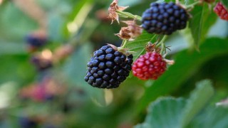 Bursa Büyükşehir 9 üründe fide ve fidan desteğinde bulunacak