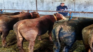 Büyükbaş hayvanlara şap aşısı ve sağlık taraması