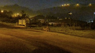 Çakallar Bartın şehir merkezini mesken tuttu