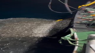 Çanakkalede balıkçılardan örnek avcılık, yavru balıkları denize geri saldı