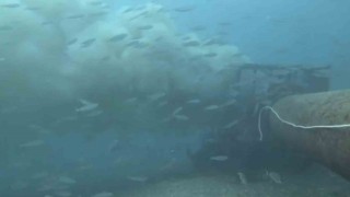 Çanakkalede boğaza dökülen atık su ile karşılaşan dalgıç, o anları su altı kamerasıyla kaydetti