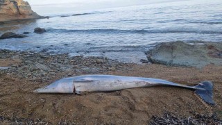 Çanakkalede ölü yunus balığı sahile vurdu