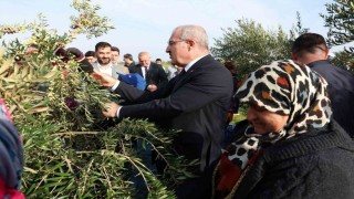 Çanakkalede protokol ile zeytin hasadı