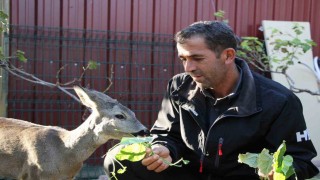 Çanakkalede yangından kaçan karaca köyün maskotu oldu