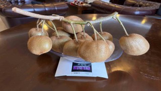 Çarşambada 180 gramlık kivi tescillendi