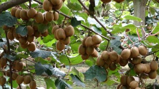 Çarşambada kivi hasadı başladı: Hedef Türkiye birinciliği