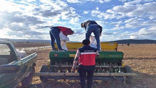 Çavdarhisarda buğday ve tritikale tohumlarının ekimi yapıldı