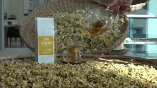 Çayın yeni ürünü ‘Çay çiçeği çayı 6 bin TLden satılıyor