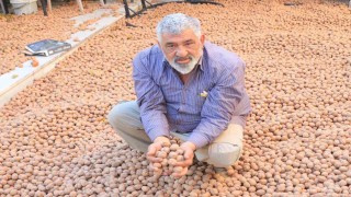 Ceviz üretimiyle Avrupadaki maaşından daha çok kazanıyor