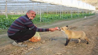 Çiftçi ile tilkinin sıra dışı dostluğu: Serasını koruyan tilkiyi et ve dönerle besliyor