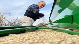 Çiftçilerin ekim mesaisi başladı, 12 bin yıllık siyez toprakla buluştu