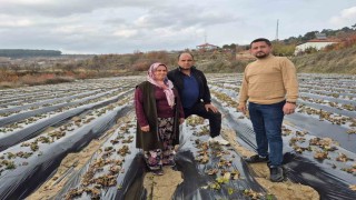 Çilek üreticilerinin tarlada hummalı çalışması devam ediyor