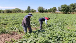 ÇKS başvuruları 31 Aralıkta sona eriyor